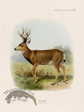 Lydekker Deer 21